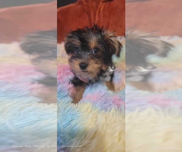 Medium Photo #49 Yorkshire Terrier Puppy For Sale in AKRON, OH, USA