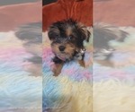 Small Photo #49 Yorkshire Terrier Puppy For Sale in AKRON, OH, USA