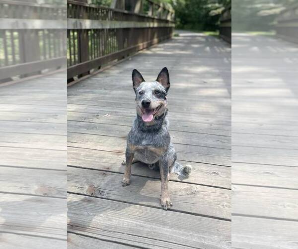 Medium Photo #2 Mutt Puppy For Sale in Highland, IL, USA