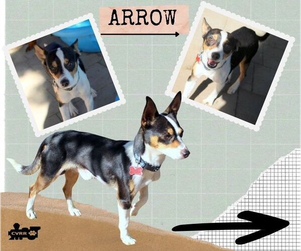 Medium Photo #1 Rat Terrier-Unknown Mix Puppy For Sale in Lindsay, CA, USA