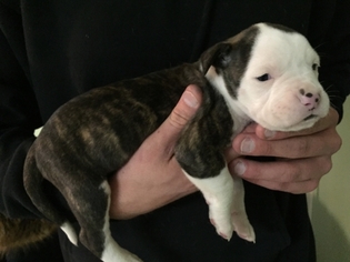 American Bulldog Puppy for sale in Concord , NC, USA