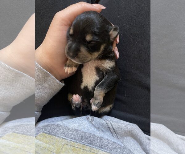 Medium Photo #2 Miniature Pinscher Puppy For Sale in Rancho Cordova, CA, USA
