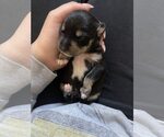 Small #1 Miniature Pinscher