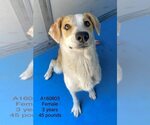 Small Labrador Retriever Mix