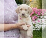 Small #3 Labrador Retriever