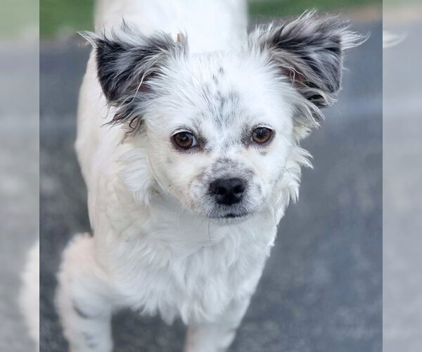 Medium Photo #8 Chiranian Puppy For Sale in Chino Hills, CA, USA