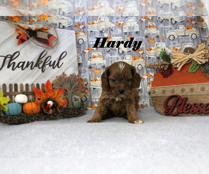 Cavapoo Puppy for sale in CHANUTE, KS, USA