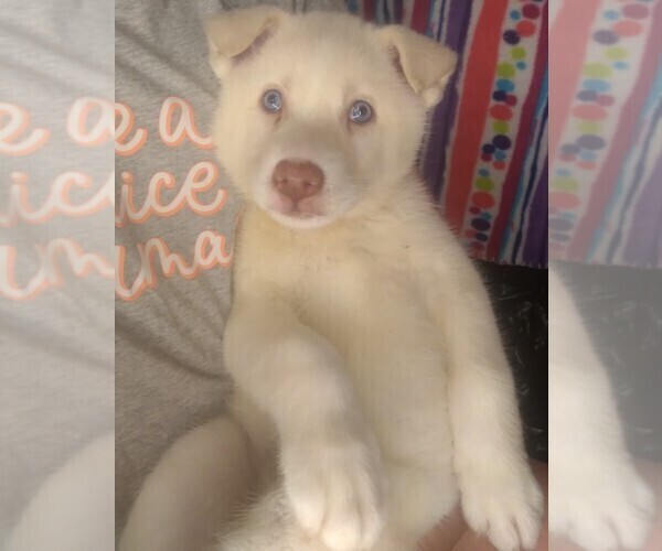 Medium Photo #1 Siberian Husky Puppy For Sale in OWENSBORO, KY, USA