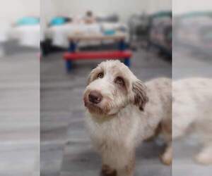Aussiedoodle Miniature Puppy for sale in ORLANDO, FL, USA