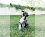 Small Photo #4 Aussiedoodle Puppy For Sale in Westwood, NJ, USA