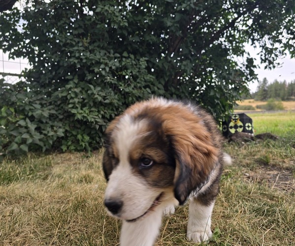 Medium Photo #4 Great Bernese Puppy For Sale in ELGIN, OR, USA