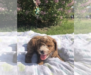 Cavapoo Puppy for sale in HOLDEN, MO, USA