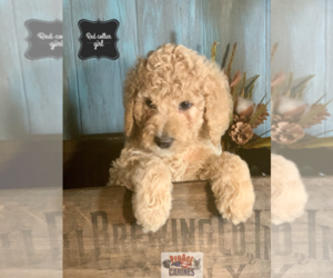 Labradoodle Puppy for sale in PAW PAW, MI, USA