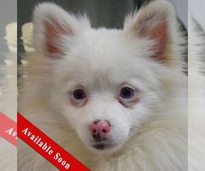 Pomeranian Dogs for adoption in Huntley, IL, USA