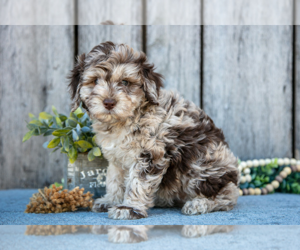 Medium Photo #3 Poodle (Miniature)-Portuguese Water Dog Mix Puppy For Sale in FREDERICKSBURG, OH, USA