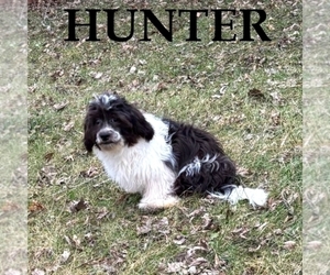 Shih-Poo Puppy for sale in HARTLAND, MN, USA