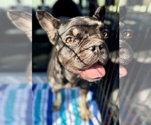 Purebred French Bulldog DOT - Female French Bulldog Dog for Adoption - Photo #3