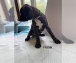 Small Photo #18 Boxer Puppy For Sale in EUREKA, IL, USA