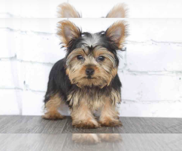 Medium Photo #1 Yorkshire Terrier Puppy For Sale in RED LION, PA, USA