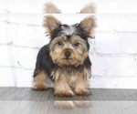 Small Photo #1 Yorkshire Terrier Puppy For Sale in RED LION, PA, USA