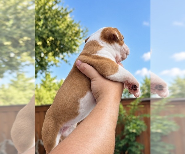 Medium Photo #2 Olde English Bulldogge Puppy For Sale in FORT WORTH, TX, USA