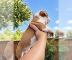 Small #1 Olde English Bulldogge