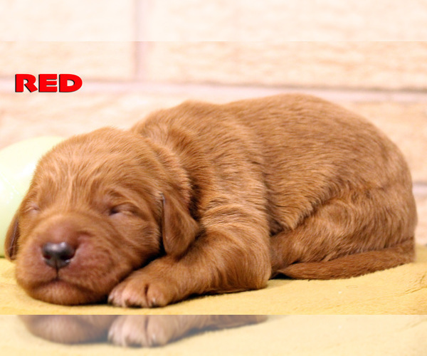 Medium Photo #21 Goldendoodle Puppy For Sale in OAK LAWN, IL, USA