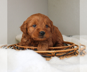 Goldendoodle-Poodle (Miniature) Mix Puppy for sale in CHRISTIANA, PA, USA