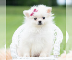 Small #5 Pomeranian