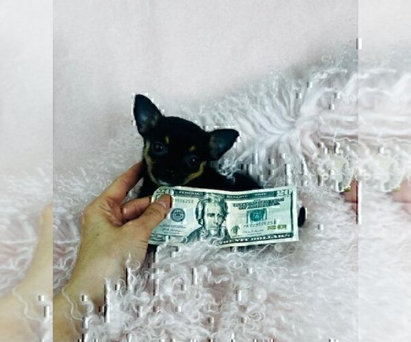 Medium Photo #9 Chihuahua Puppy For Sale in MIAMI, FL, USA