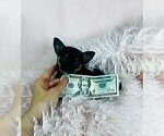 Small #8 Chihuahua
