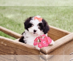 Cavapoo Puppy for sale in WEST SALEM, OH, USA