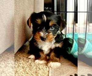 Yorkshire Terrier Puppy for Sale in SACRAMENTO, California USA