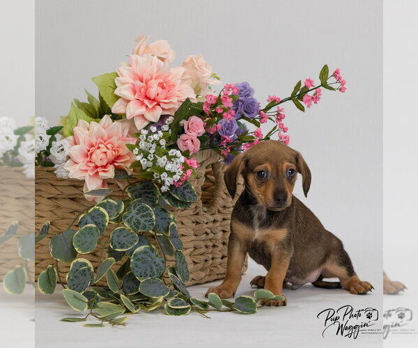 Medium Photo #1 Chiweenie Puppy For Sale in Claremore, OK, USA