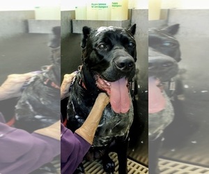 Mother of the Cane Corso puppies born on 01/09/2026