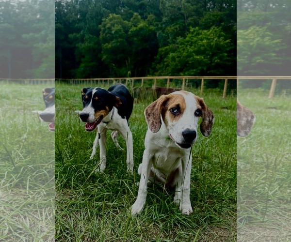Medium Photo #2 Mutt Puppy For Sale in Woodbury, NY, USA