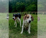 Small #1 Mutt