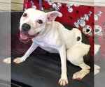 Small #1 American Staffordshire Terrier