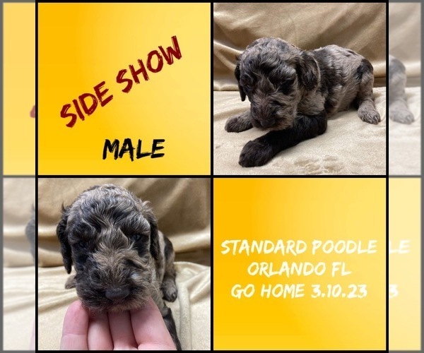 Medium Photo #2 Poodle (Standard) Puppy For Sale in BROOKER, FL, USA