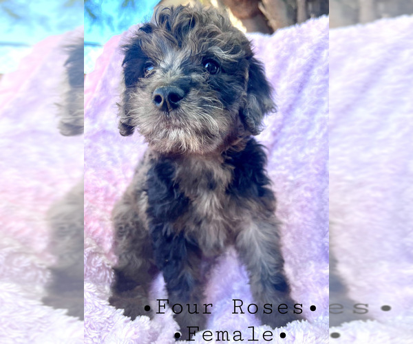 Medium Photo #1 Aussiedoodle Miniature  Puppy For Sale in TUCSON, AZ, USA