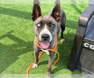 Siberian Husky-Unknown Mix Dogs for adoption in Orange, CA, USA