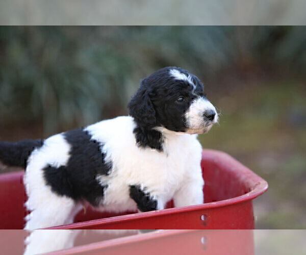 Medium Photo #4 Pyredoodle Puppy For Sale in EATONTON, GA, USA