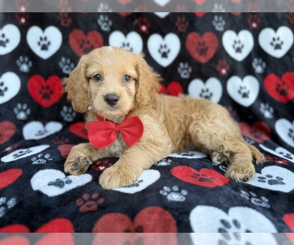 Medium Photo #4 Cock-A-Poo Puppy For Sale in LAKELAND, FL, USA