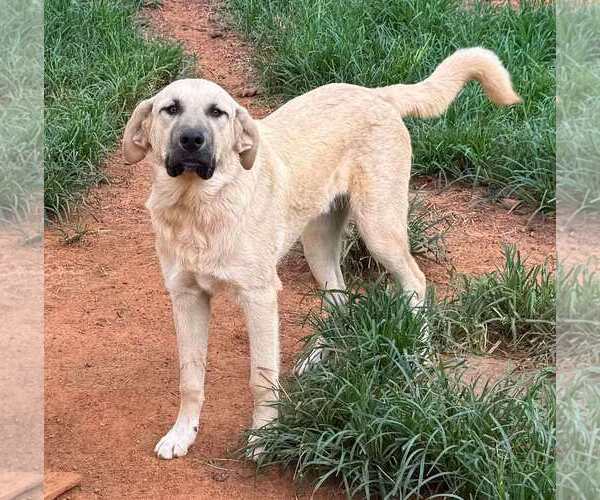 Medium Photo #6 Anatolian Shepherd-Great Pyrenees Mix Puppy For Sale in Higley, AZ, USA