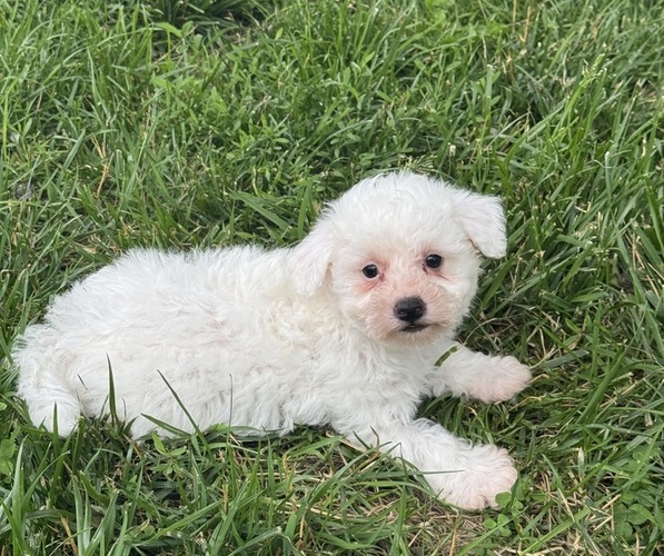 Medium Photo #1 Bichpoo Puppy For Sale in CANOGA, NY, USA