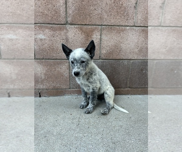Medium Photo #7 Texas Heeler Puppy For Sale in SIMI VALLEY, CA, USA