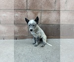 Small #6 Texas Heeler