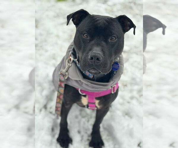 Medium Photo #6 American Staffordshire Terrier Puppy For Sale in Sayreville, NJ, NJ, USA