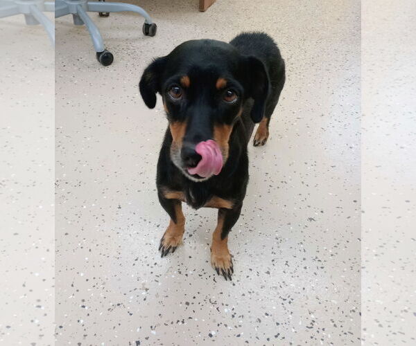 Medium Photo #3 Dachshund-Unknown Mix Puppy For Sale in York, SC, USA