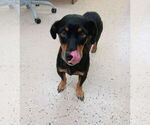 Small #2 Dachshund Mix